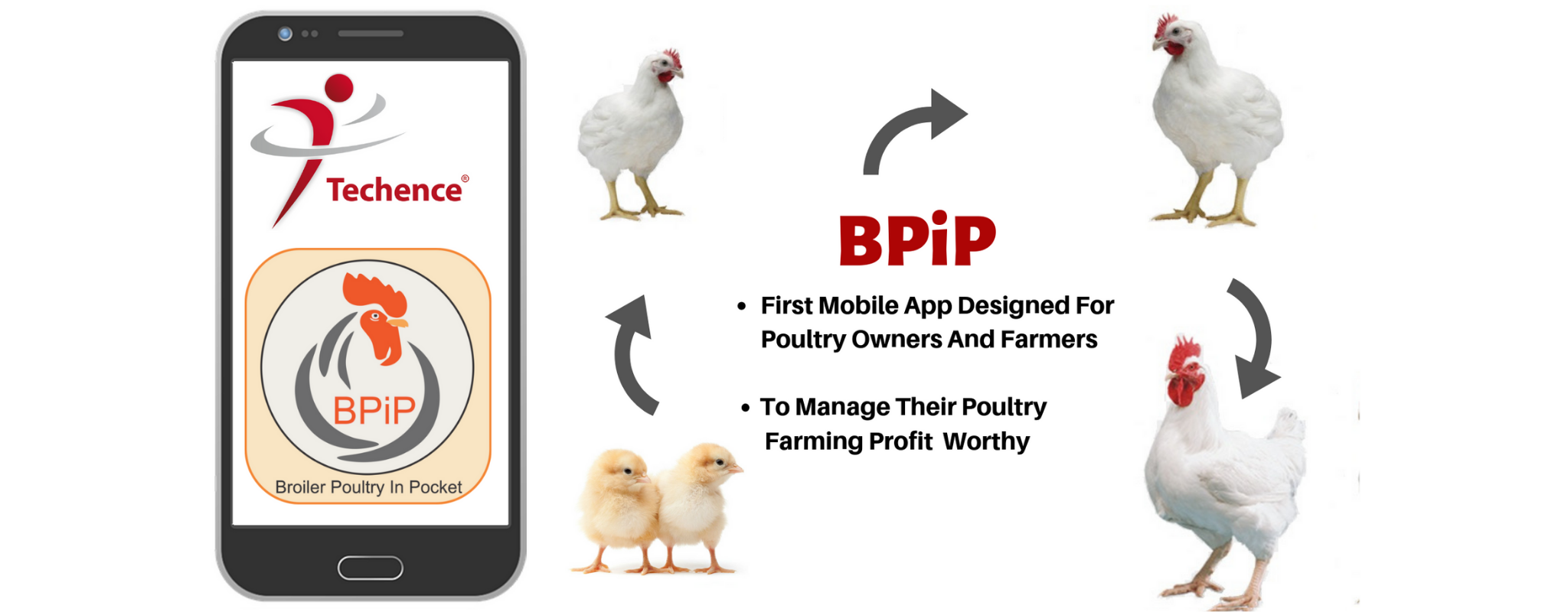 Broiler Poultry In Pocket1